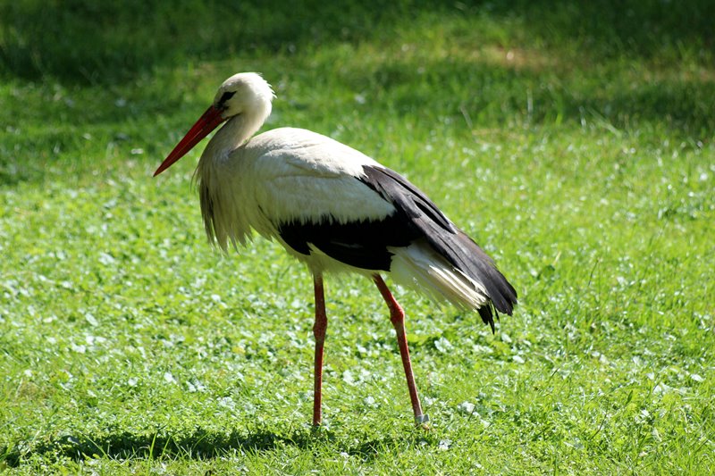 Region:  Liczne bocianie rodziny
