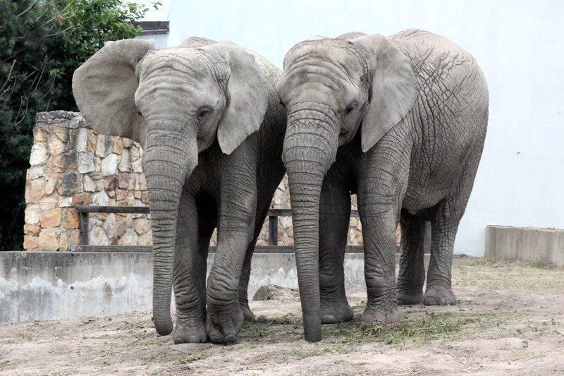 Projekt "Africa-point"