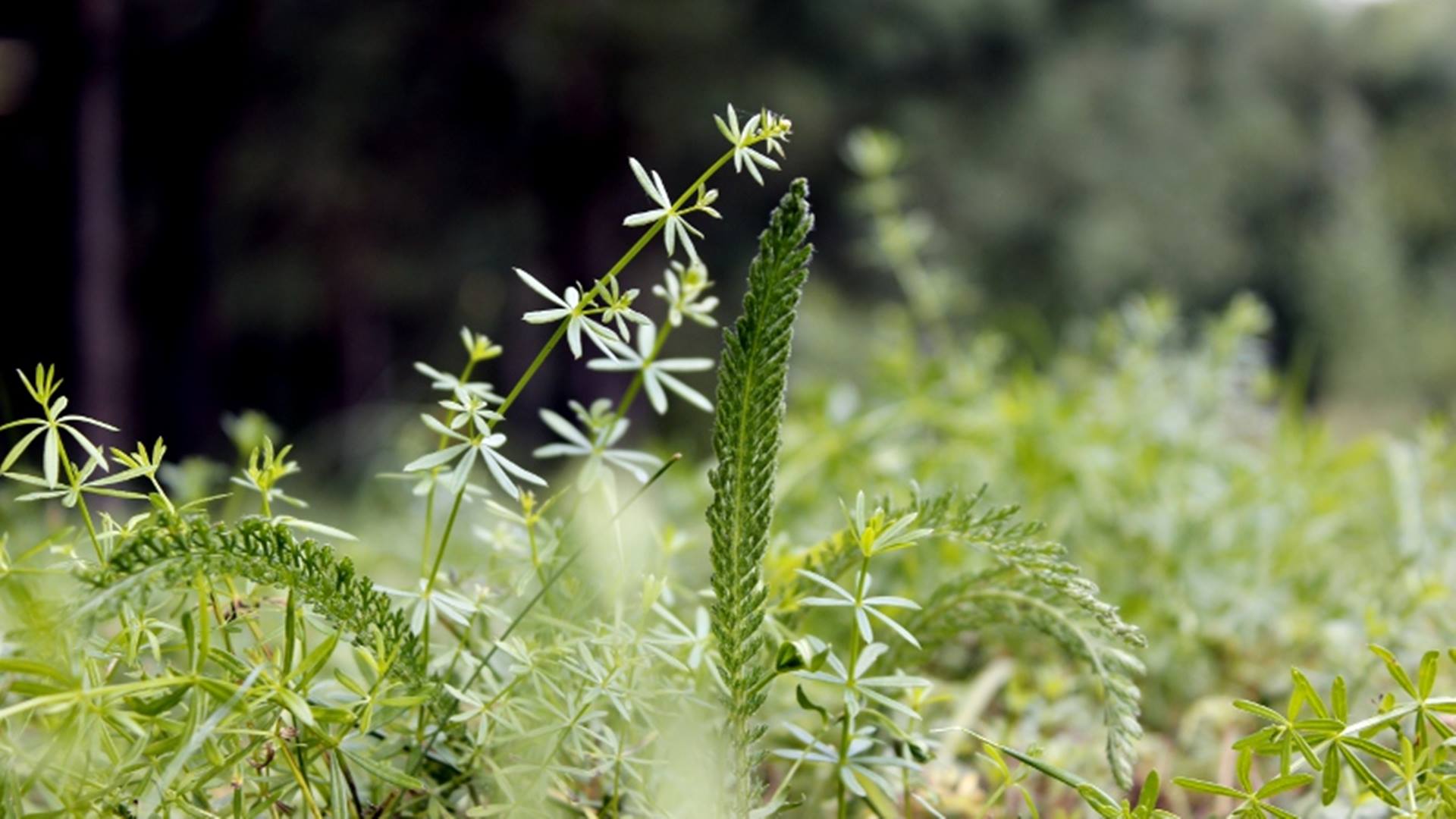 6,7 mln zł z UE trafi do ośmiu podlaskich podmiotów - dzięki dotacji będzie więcej zielonych miejsc