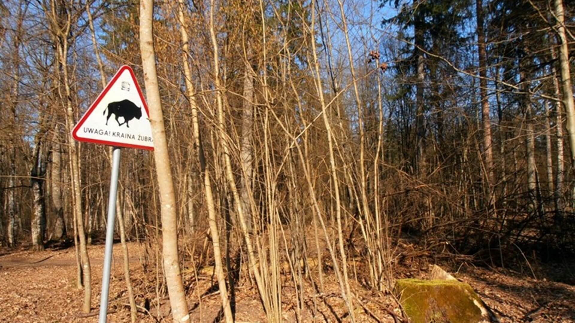 Samiec żubra ofiarą kłusowników w Puszczy Białowieskiej