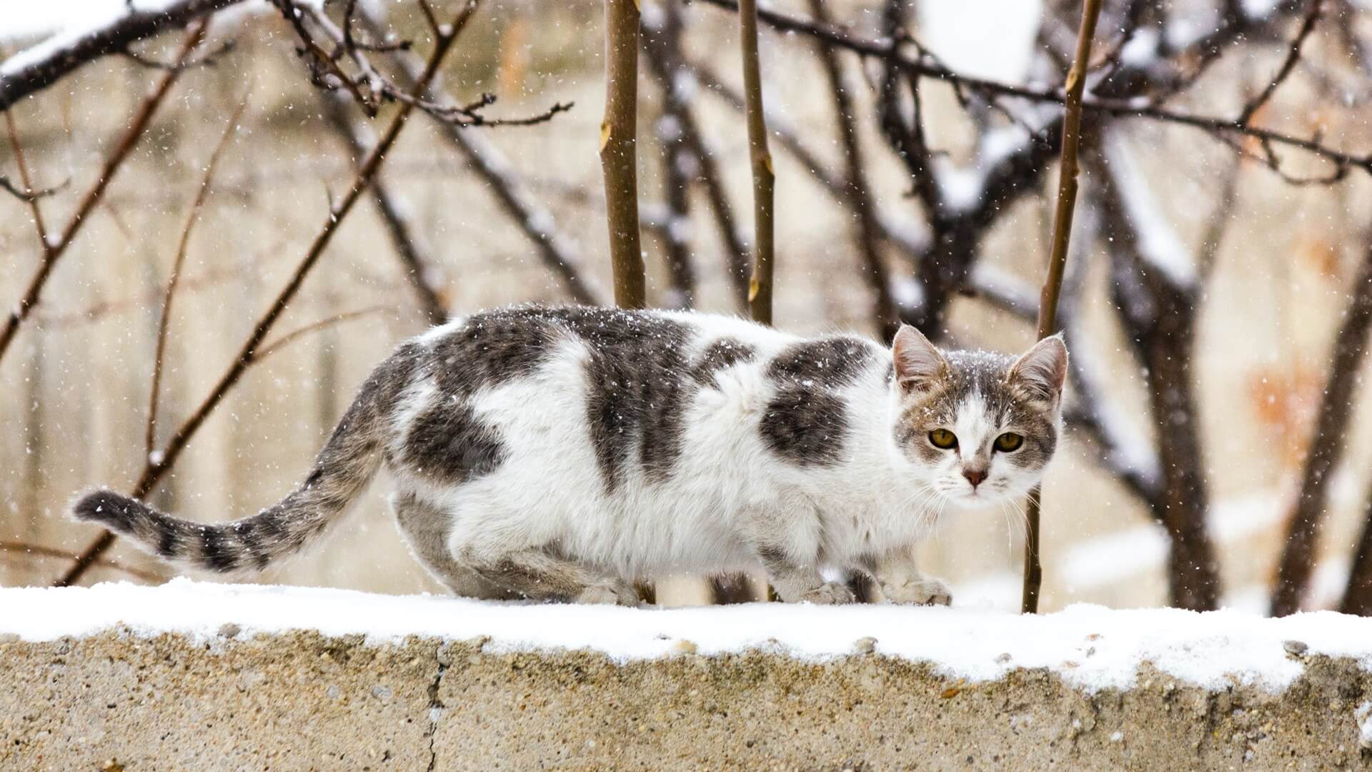 Dokarmianie zwierząt zimą