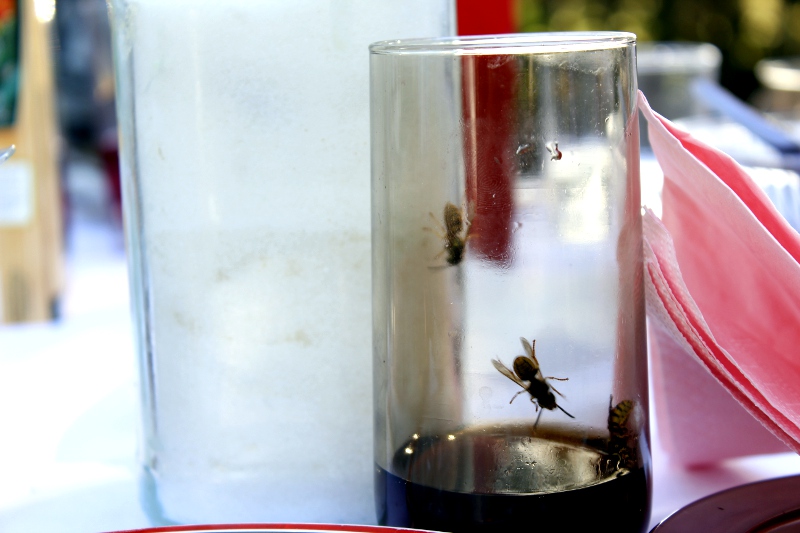 Ukąszenia i użądlenia przez owady - interweniują lekarze i strażacy