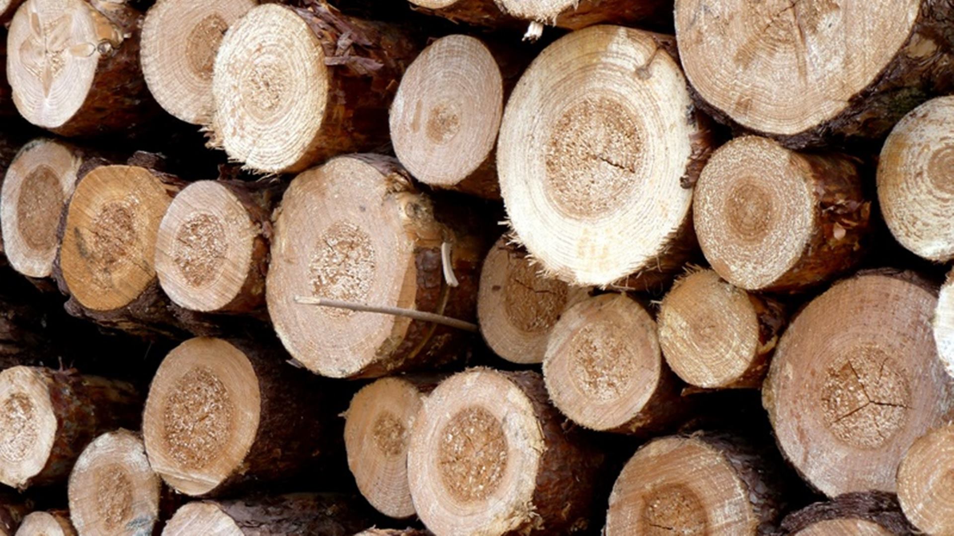 Białystok:  Sprawa nielegalnej wycinki drzew na Krywlanach po raz trzeci w sądzie