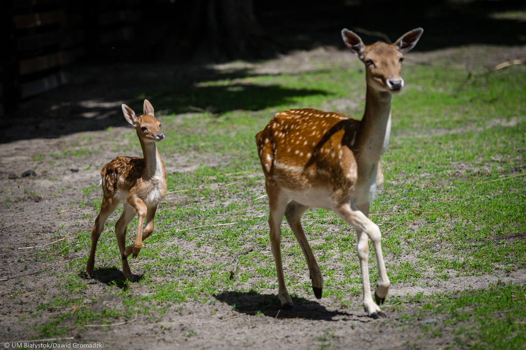 Od czerwca bardziej dostępne schronisko dla zwierząt, od soboty Akcent ZOO