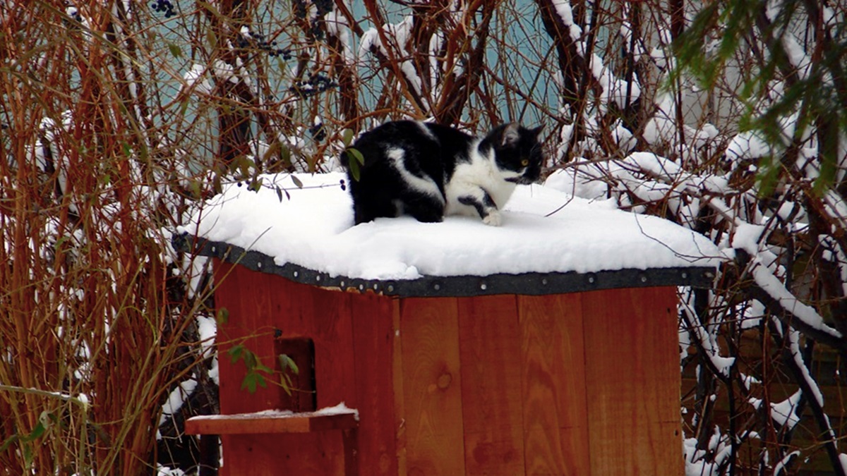 Mroźna zima. Kotom trzeba pomagać