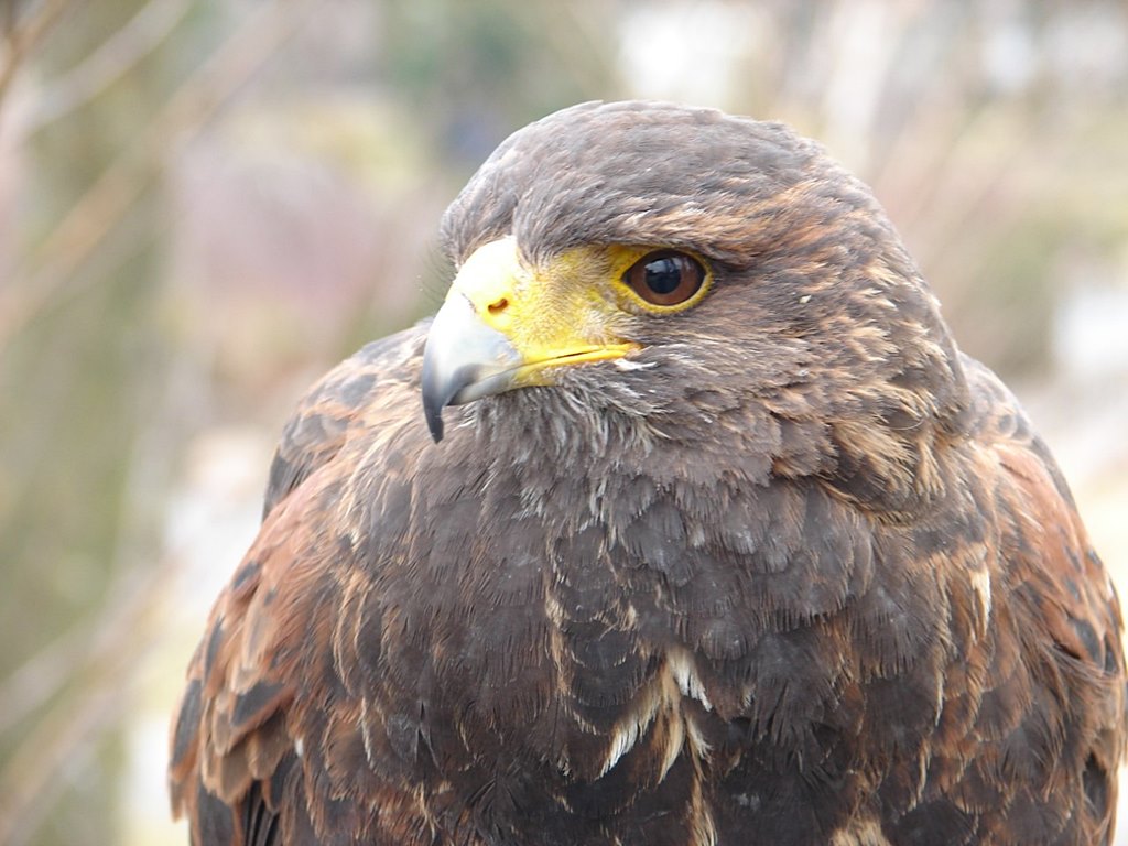 Sokolnicy rozpoczęli sezon płoszenia wron i gawronów