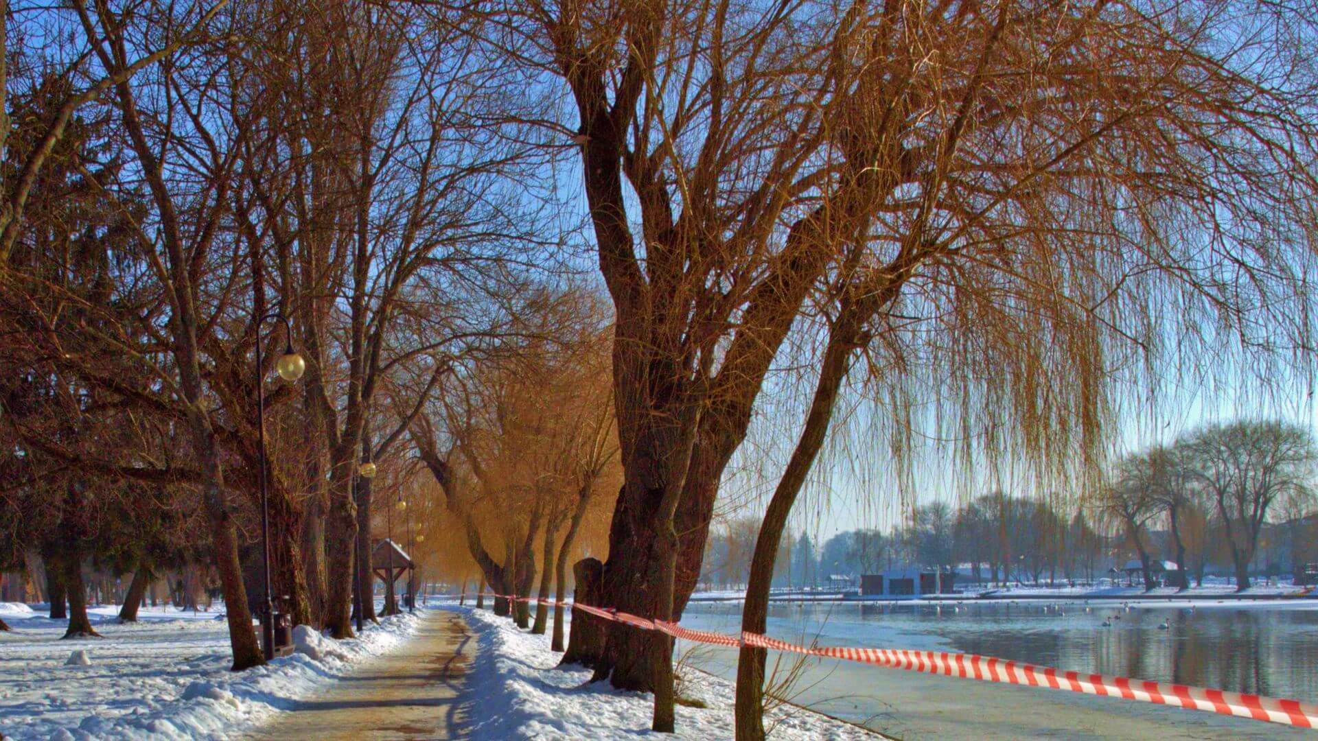 Augustów: u wyłowionego z wody martwego łabędzia wykryto wirus ptasiej grypy