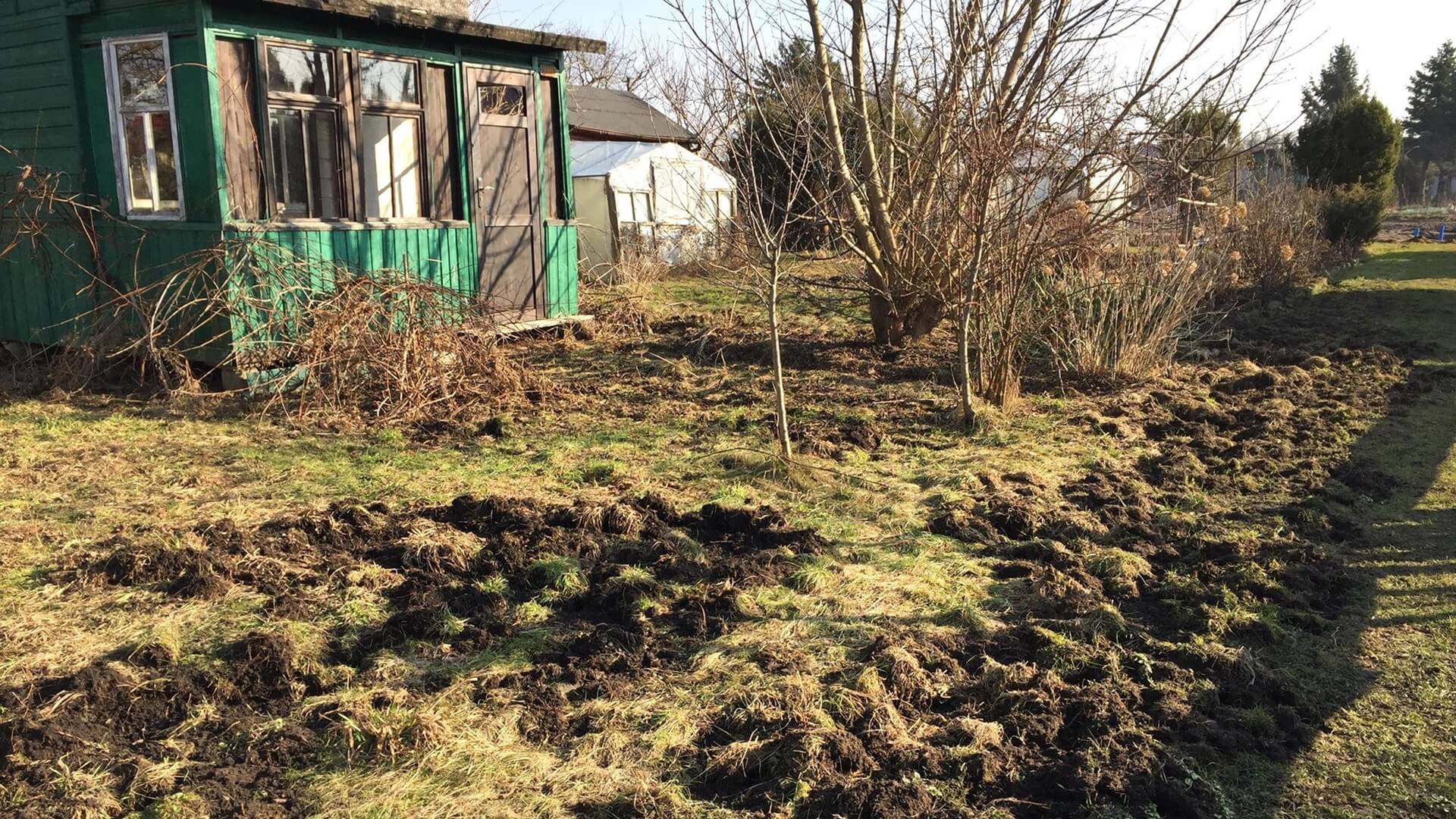 Dziki wyrządziły zniszczenia na działkach przy ul. Mickiewicza