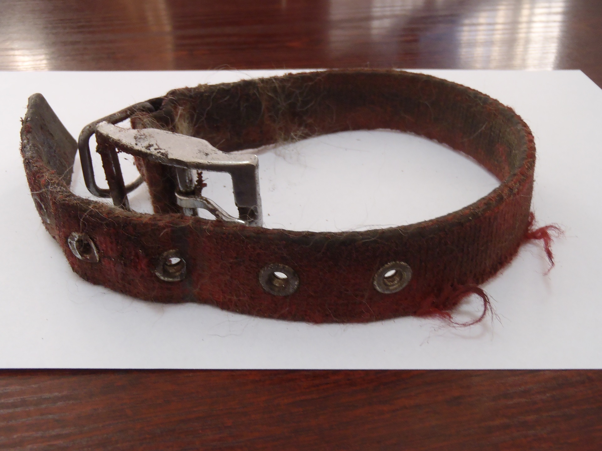 Białostoccy policjanci szukają sprawcy znęcania się nad psem ze szczególnym okrucieństwem