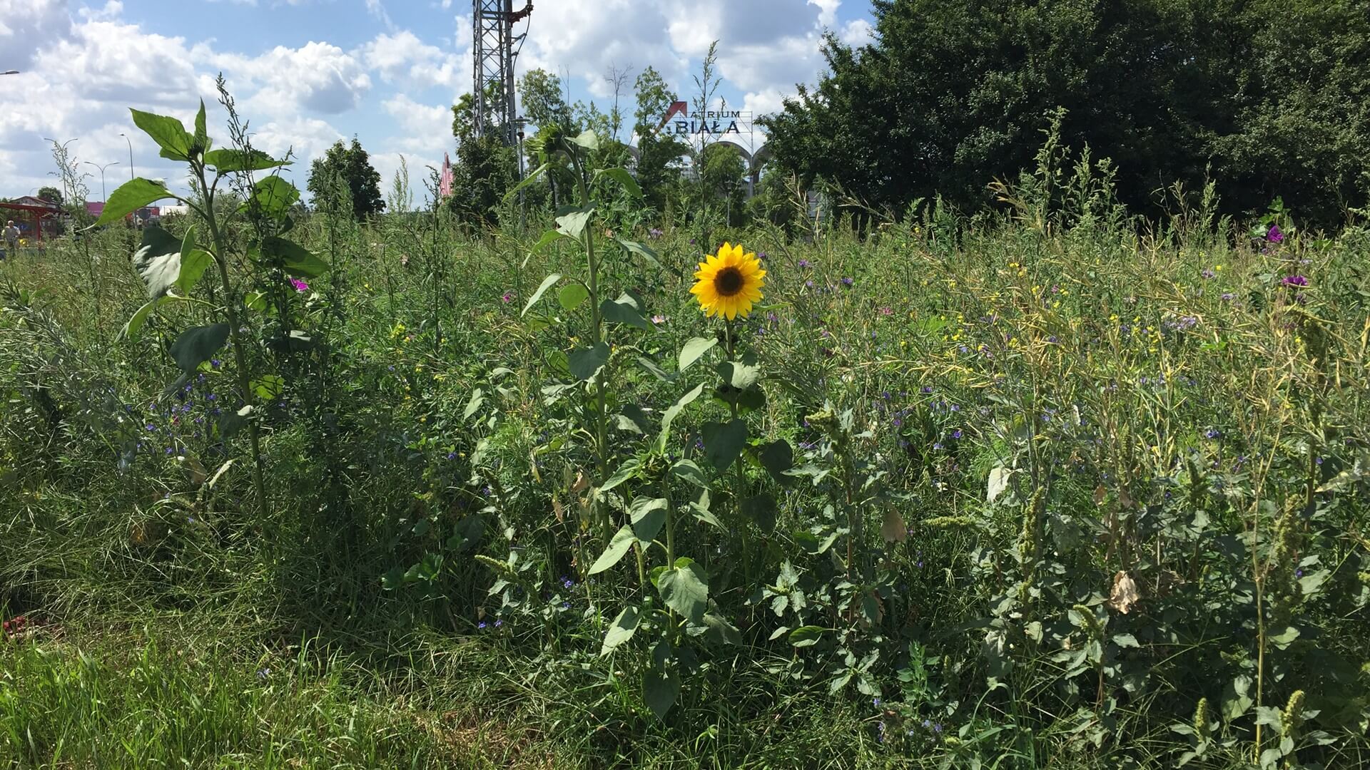 Białostoccy urzędnicy zachęcają do zbierania nasion z roślin, które są na łąkach kwietnych