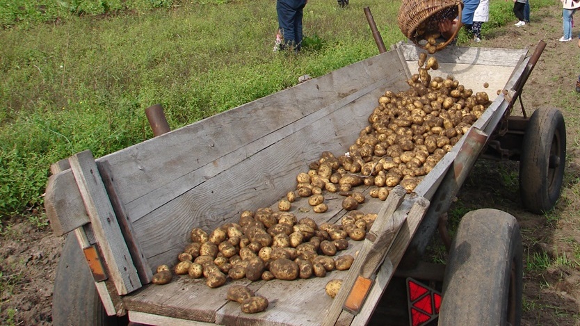Ziemniaki z ogniska, strzyżenie owiec i kiszenie kapusty – festyn pełen atrakcji w Ciechanowcu