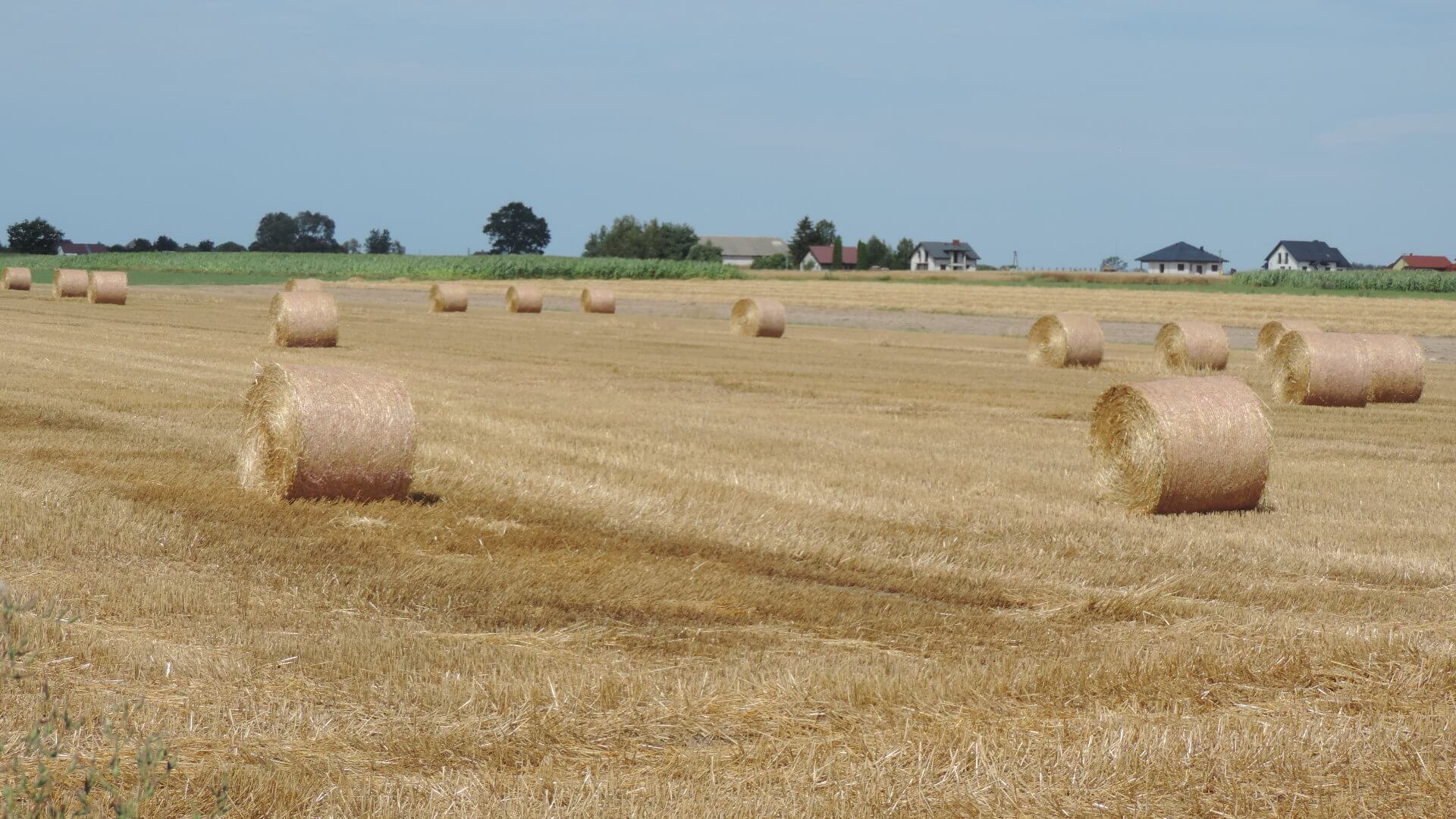 Rolnicy z gminy Klukowo zbierają bele dla 9-miesięcznego Michasia