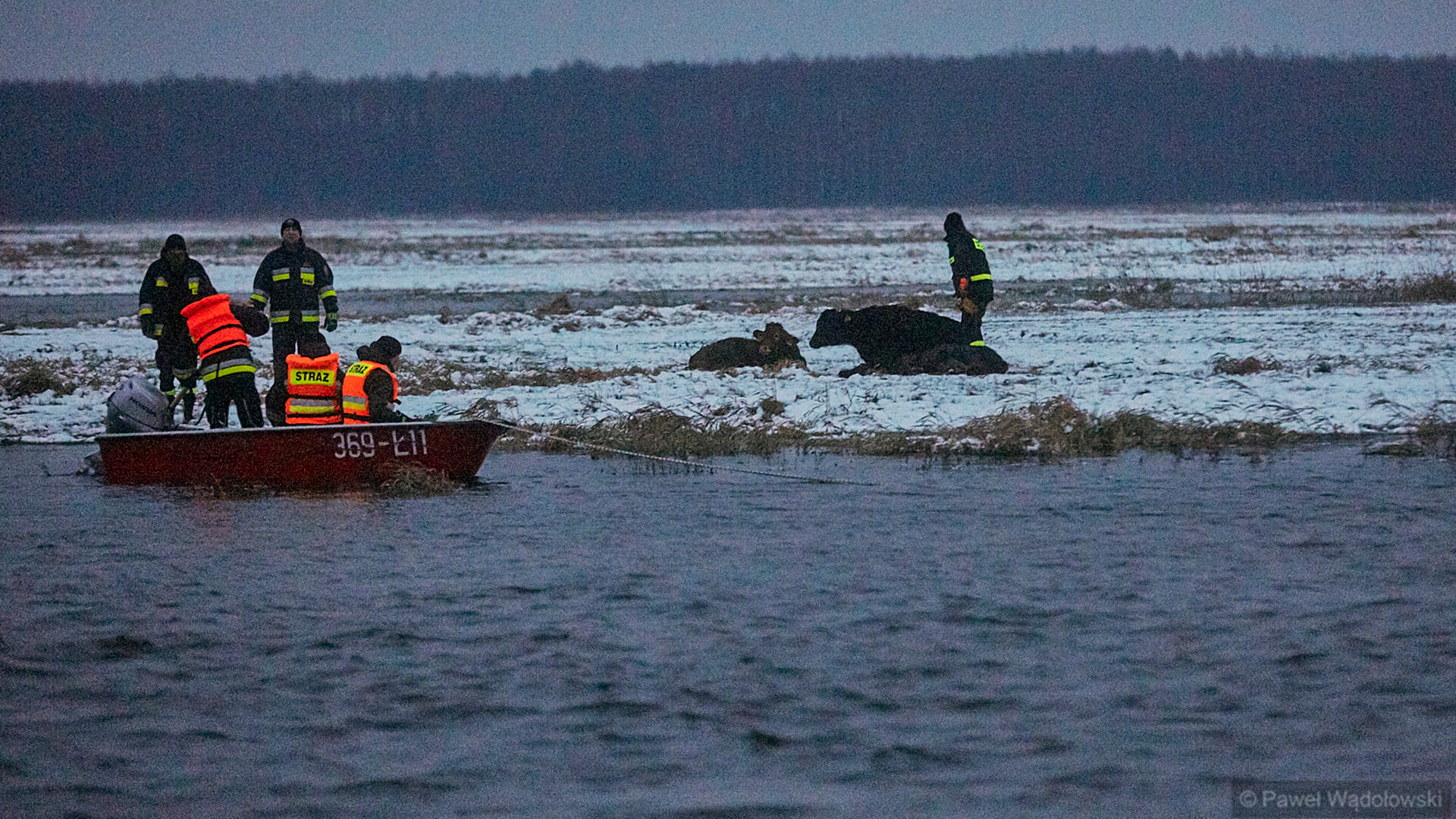 Akcja ratowania krów, które zaginęły na rozlewiskach Biebrzy zakończona sukcesem [zdjęcia, wideo]