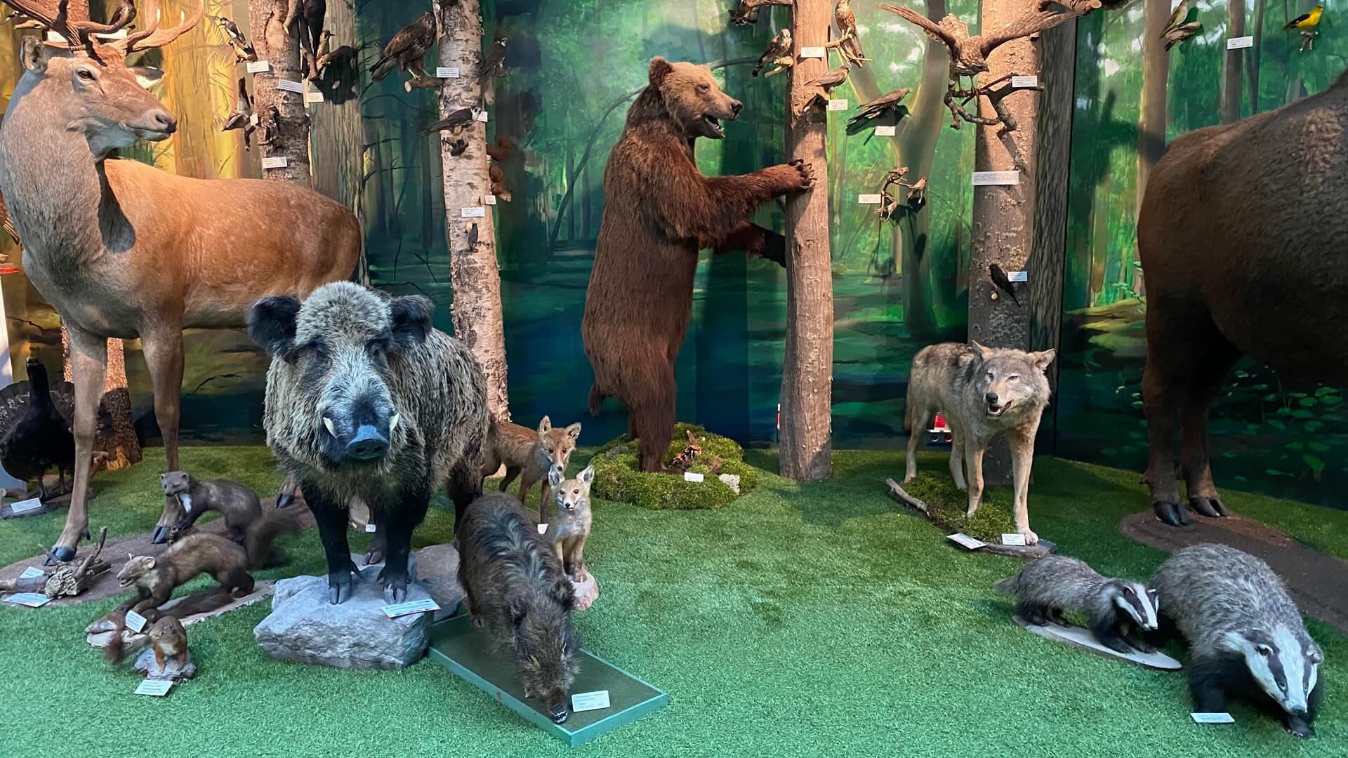 Niedźwiedzica Jola, żołędzie dla zwierząt i podróże po drewnianym Podlasiu