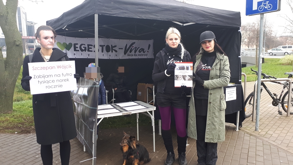 Nie można hodować zwierząt z przeznaczeniem na futra - przekonują aktywiści Vegestok Viva i zbierają podpisy