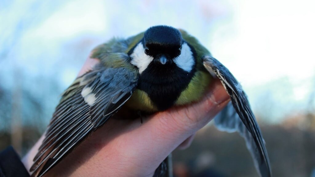 Studenci UwB rozpoczynają akcję Karmnik - będą dokarmiać, obrączkować i badać ptaki