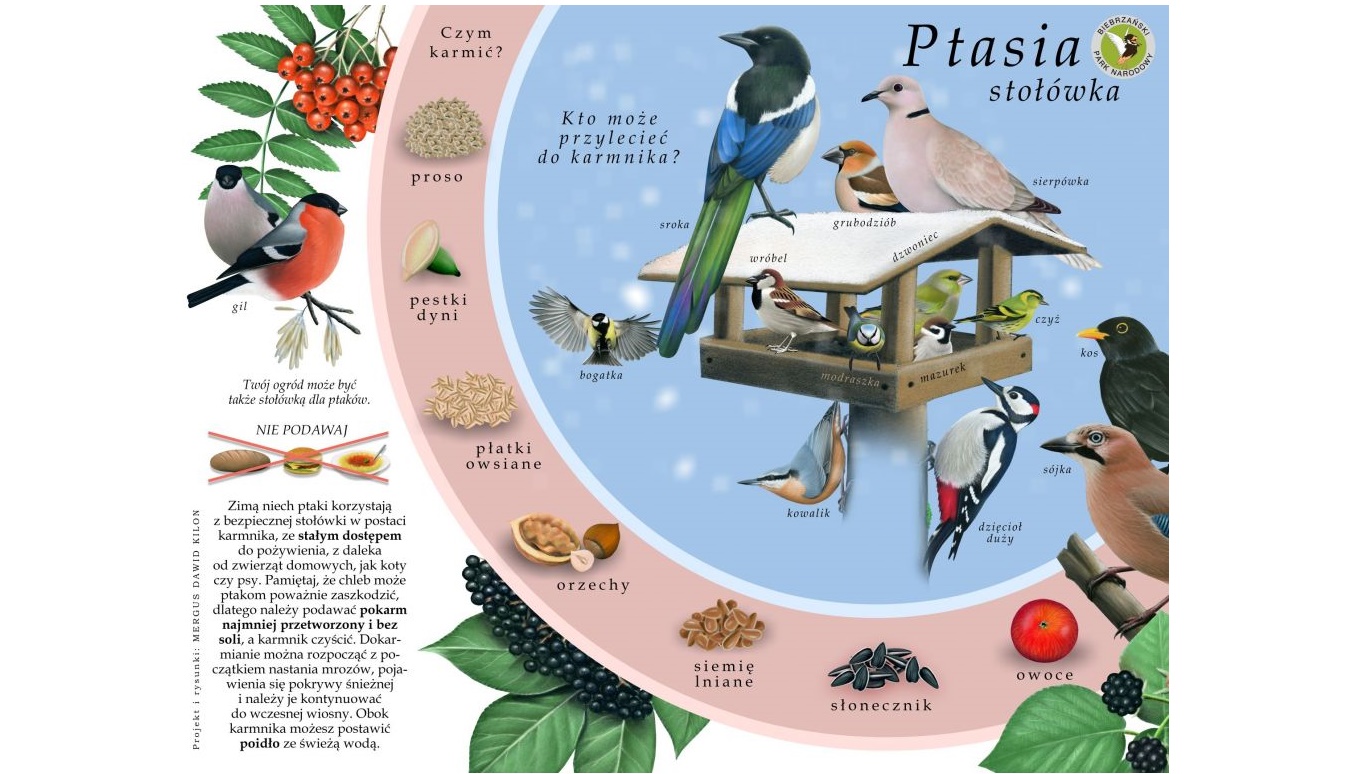 Biebrzański Park Narodowy przygotował transmisję online z dokarmiania ptaków