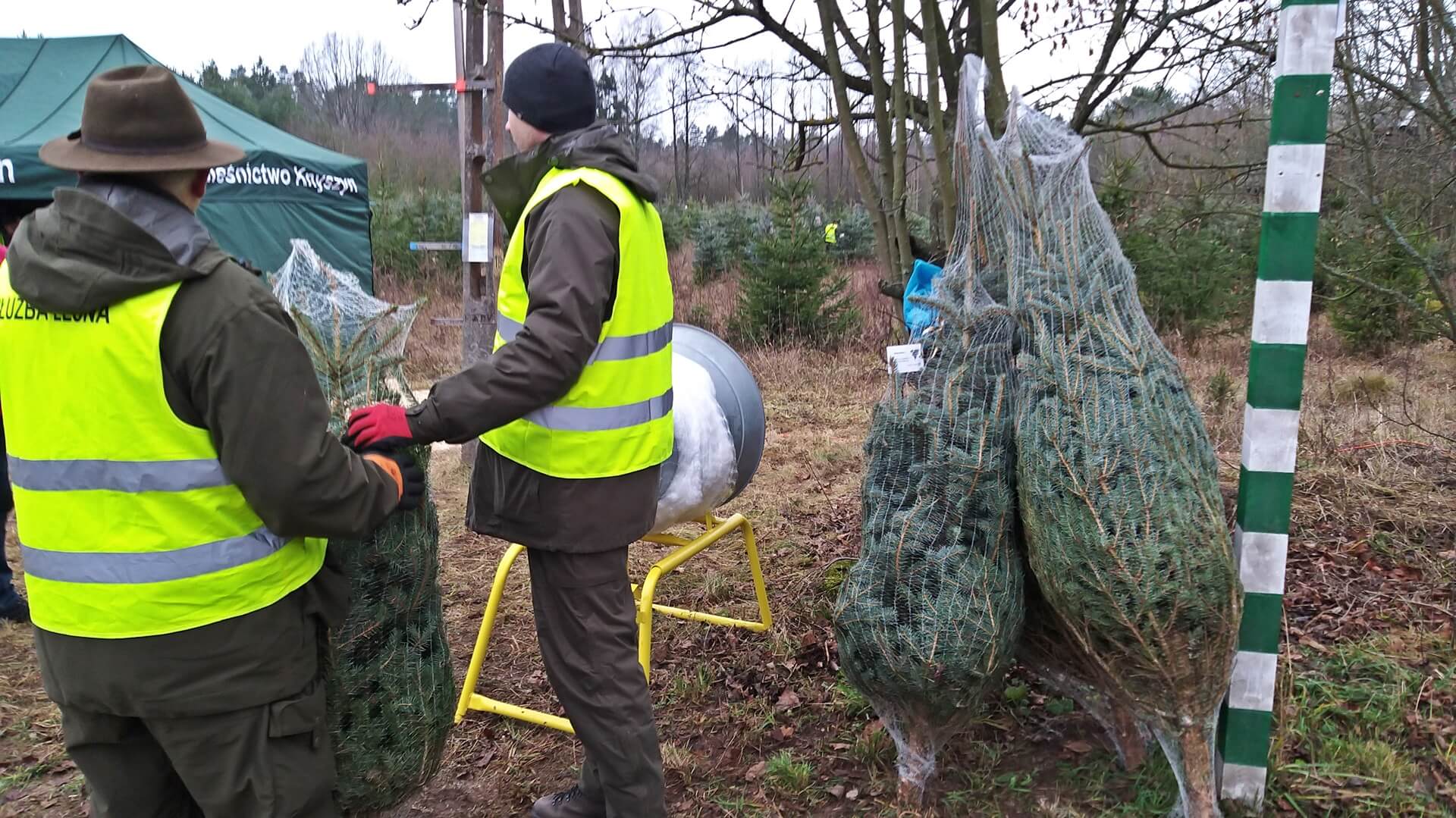 Leśnicy RDLP zachęcają do zakupu drzewek świątecznych z plantacji w Białowieży