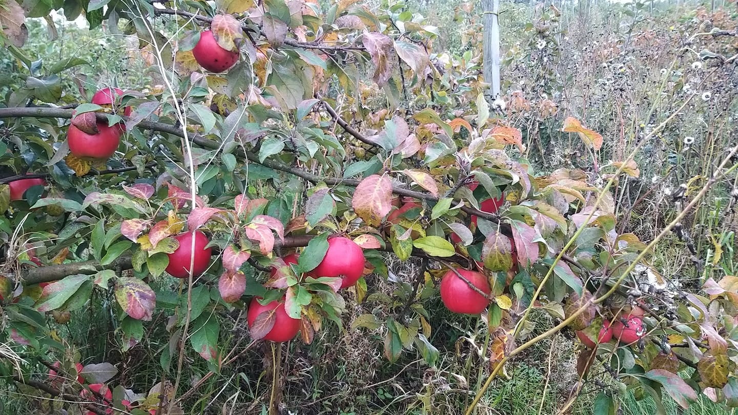 Szara Reneta, Gloster czy Szampion - sezon jabłkowy w pełni