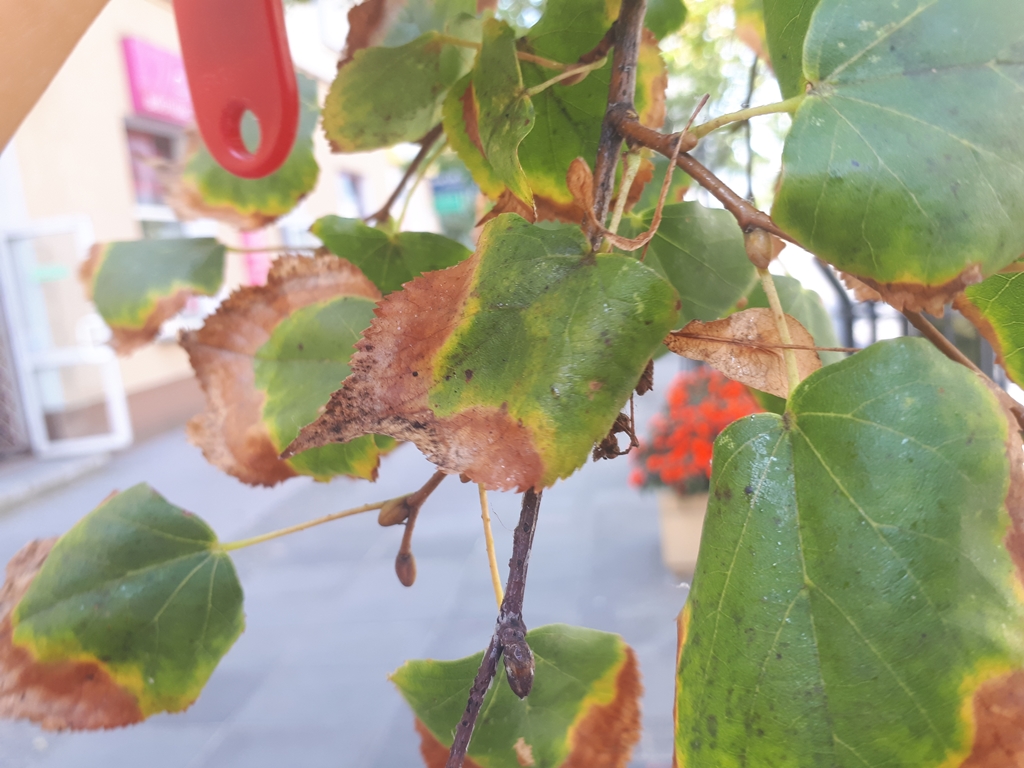 Co dzieje się z lipami na ul. Lipowej w Białymstoku?