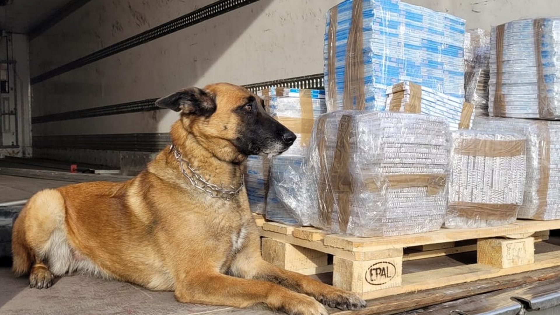 Funkcjonariusze podlaskiej KAS udaremnili próbę przemytu 6,5 tys. paczek papierosów