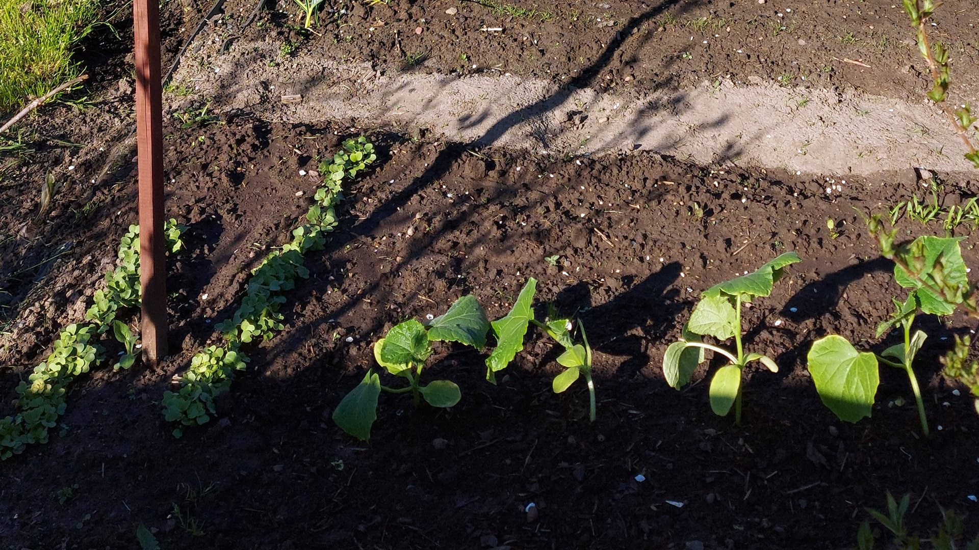 Działkowicze świętują jubileusz 40-lecia powstania związku