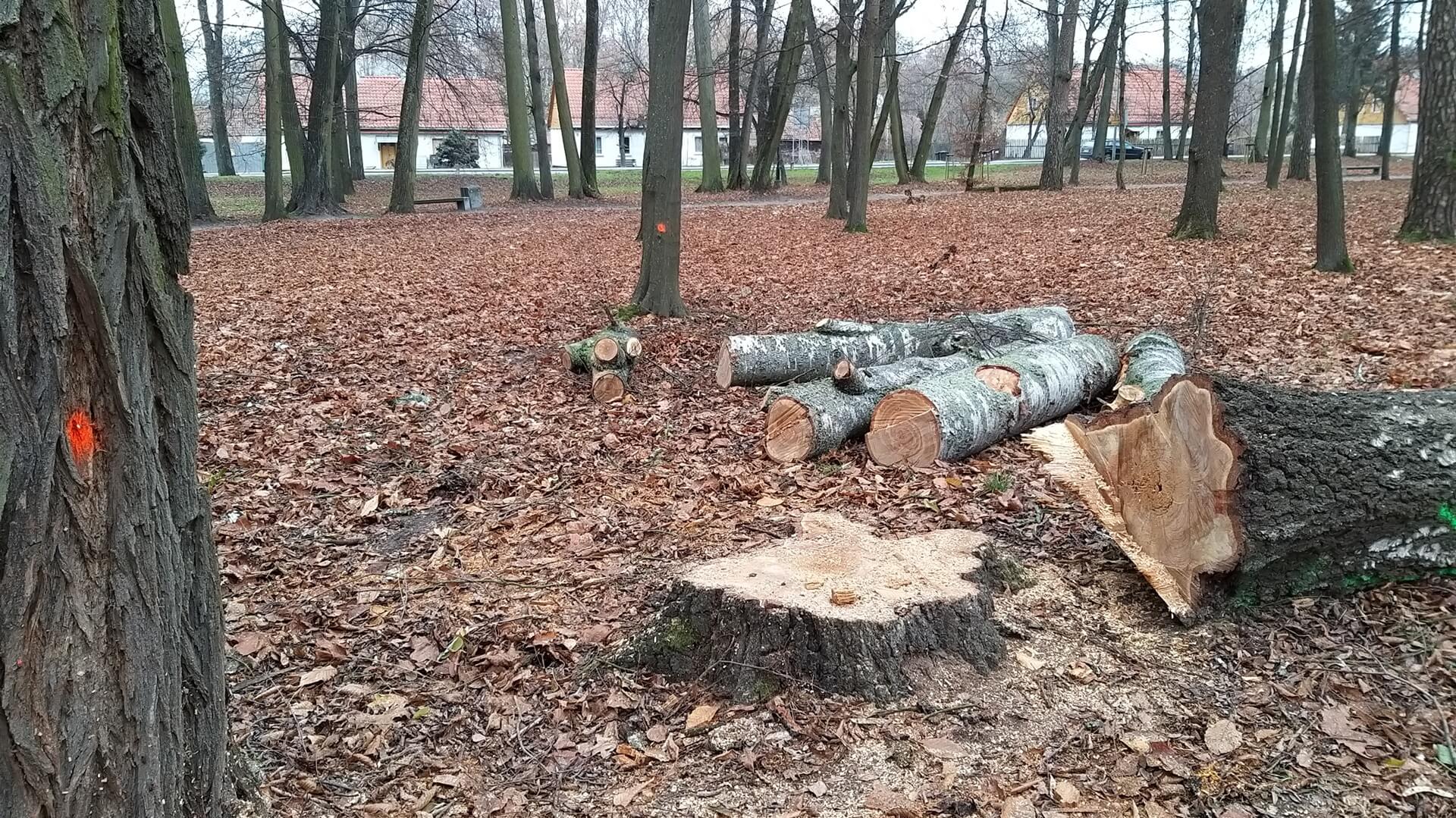 Czy zabytkowy Park Lubomirskich zostanie doszczętnie wycięty?