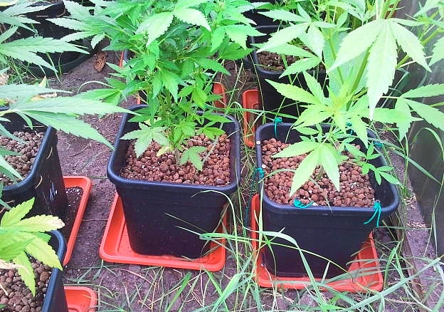 Nielegalne konopie u 19-latka z Przerośli