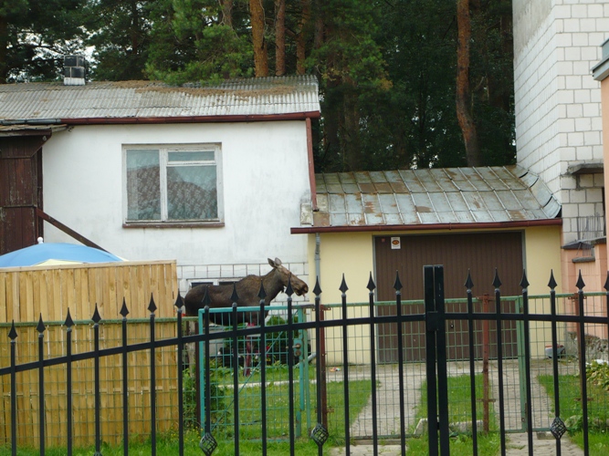 Białystok:  Łoś w Dojlidach Górnych - zwierzę zostało uśpione