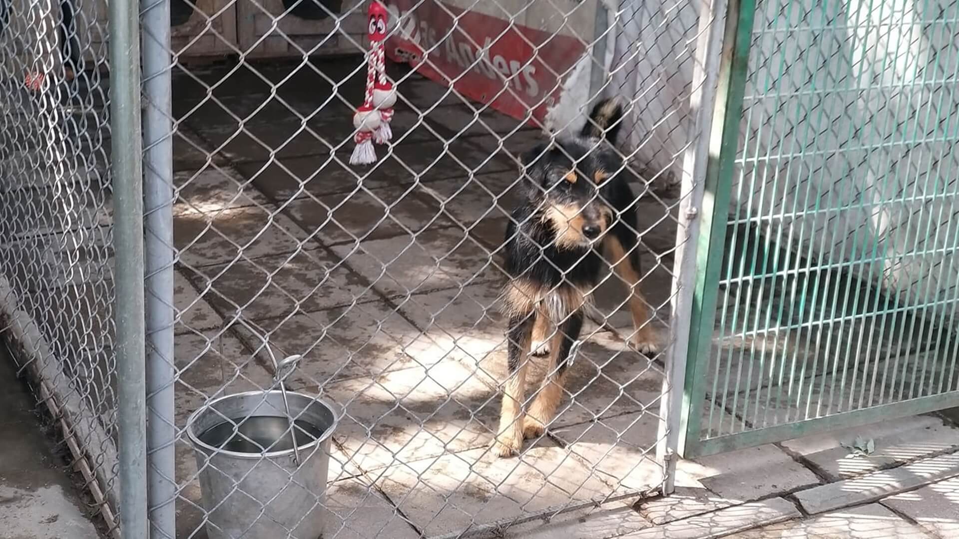 Po zamieszaniu związanym ze schroniskiem, samorząd Jedwabnego chce walczyć z problemem bezpańskich psów
