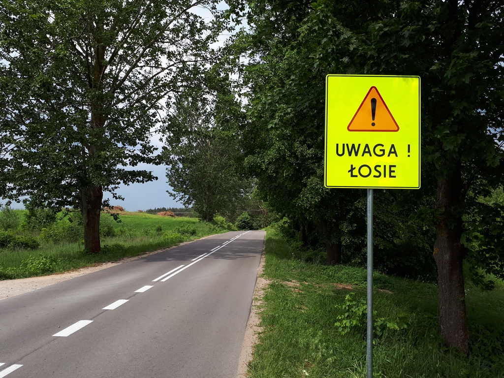 Łosie na podlaskich drogach - wciąż stanowią ogromne zagrożenie