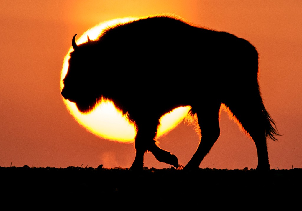 Żubry w nietypowej odsłonie na wernisażu Michała Kościa