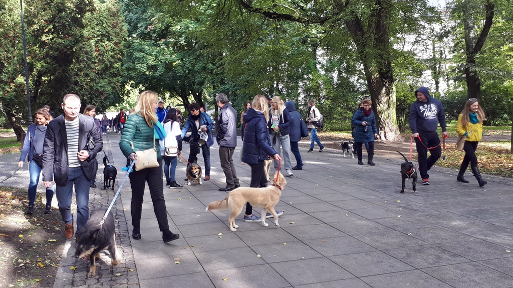 Druga Parada Adopciaków - można było zobaczyć psy, które kiedyś były w schronisku