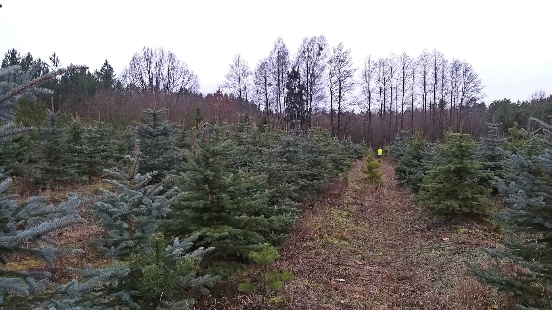 Wzmożone kontrole w lasach: rozpoczęła się akcja "Choinka"