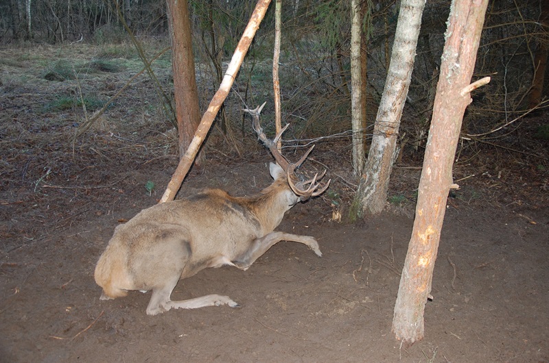 Kłusownicy są nadal plagą w woj. podlaskim