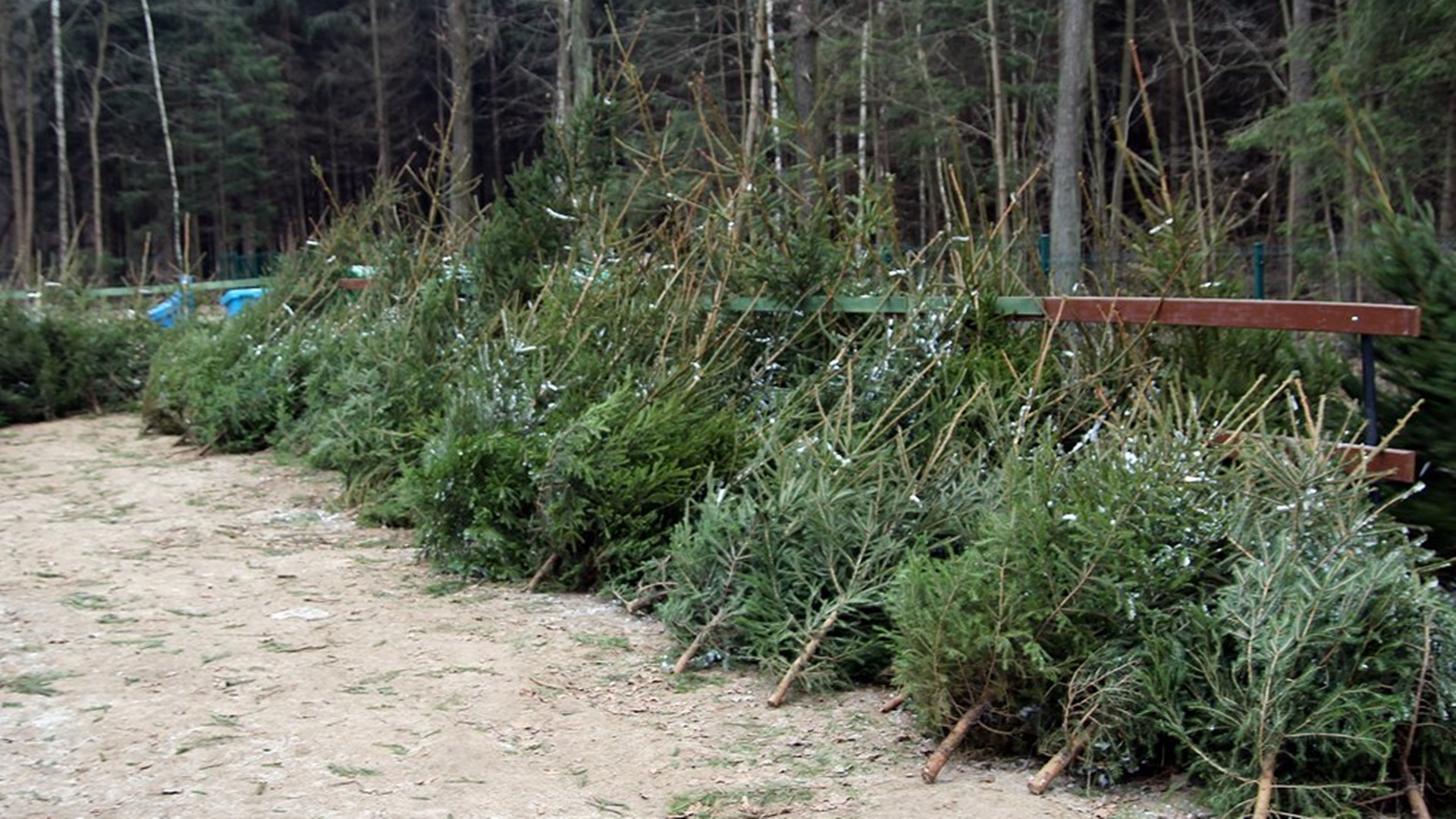 Osoby, które oddadzą krew 16 grudnia otrzymają od Nadleśnictwa Suwałki drzewko bożonarodzeniowe