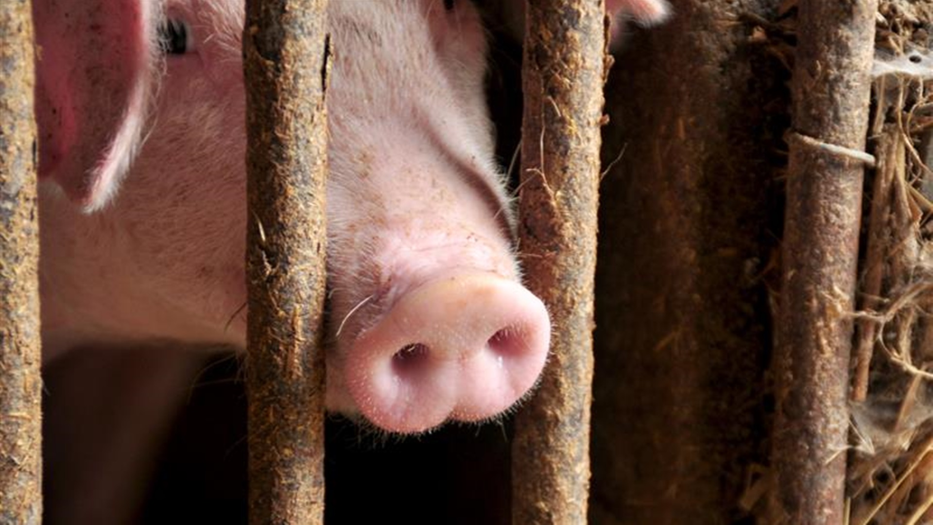 W Podlaskiem rozpoczeły się kontrole ubojni zwierząt