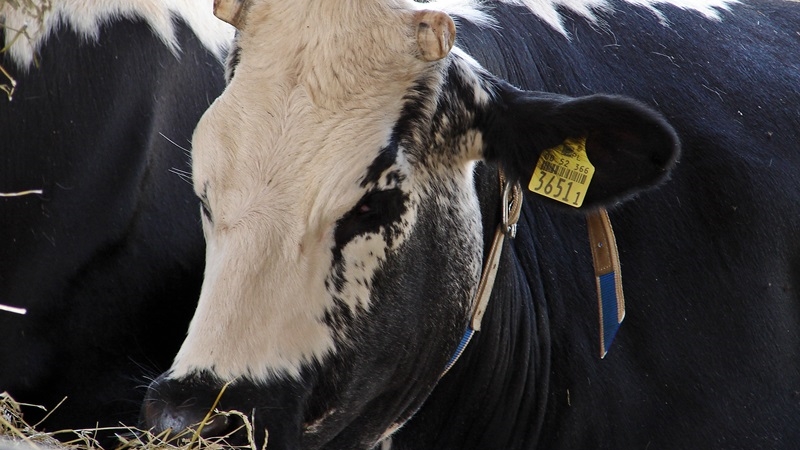 Unijni inspektorzy ponownie kontrolują polskie ubojnie bydła