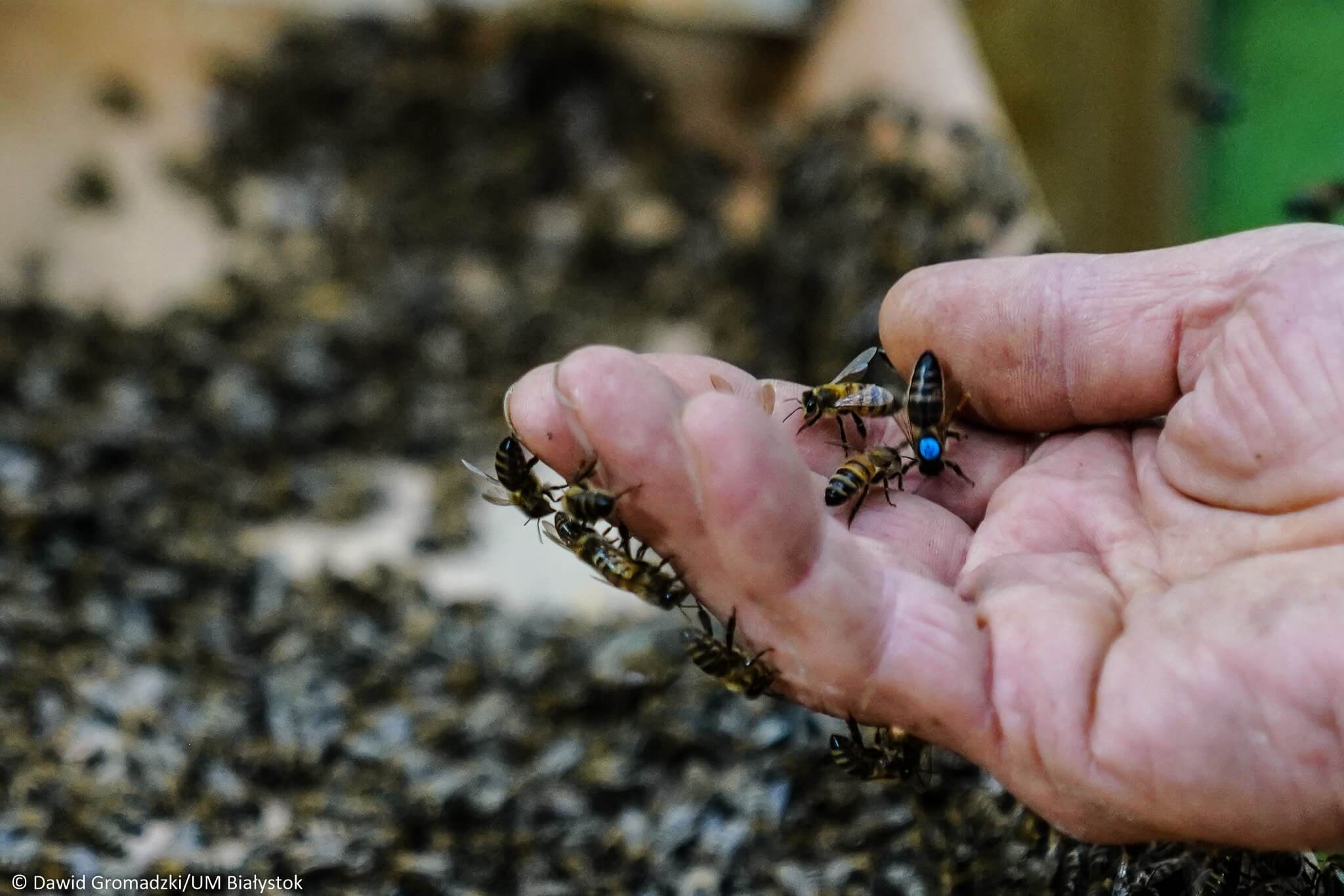 W Lesie Zwierzynieckim zawieszono kłodę bartną - zasiedlone w niej pszczoły mają wspierać ekosystem