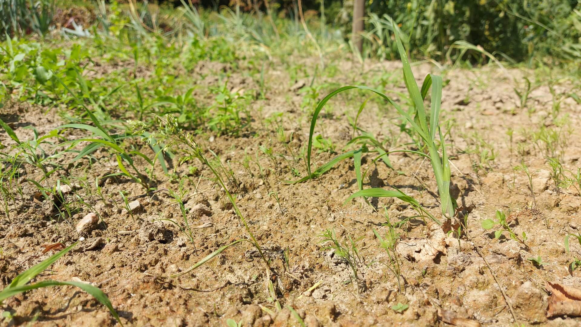 Wyższa temperatura i mniejsze opady - susza rolnicza w części gmin