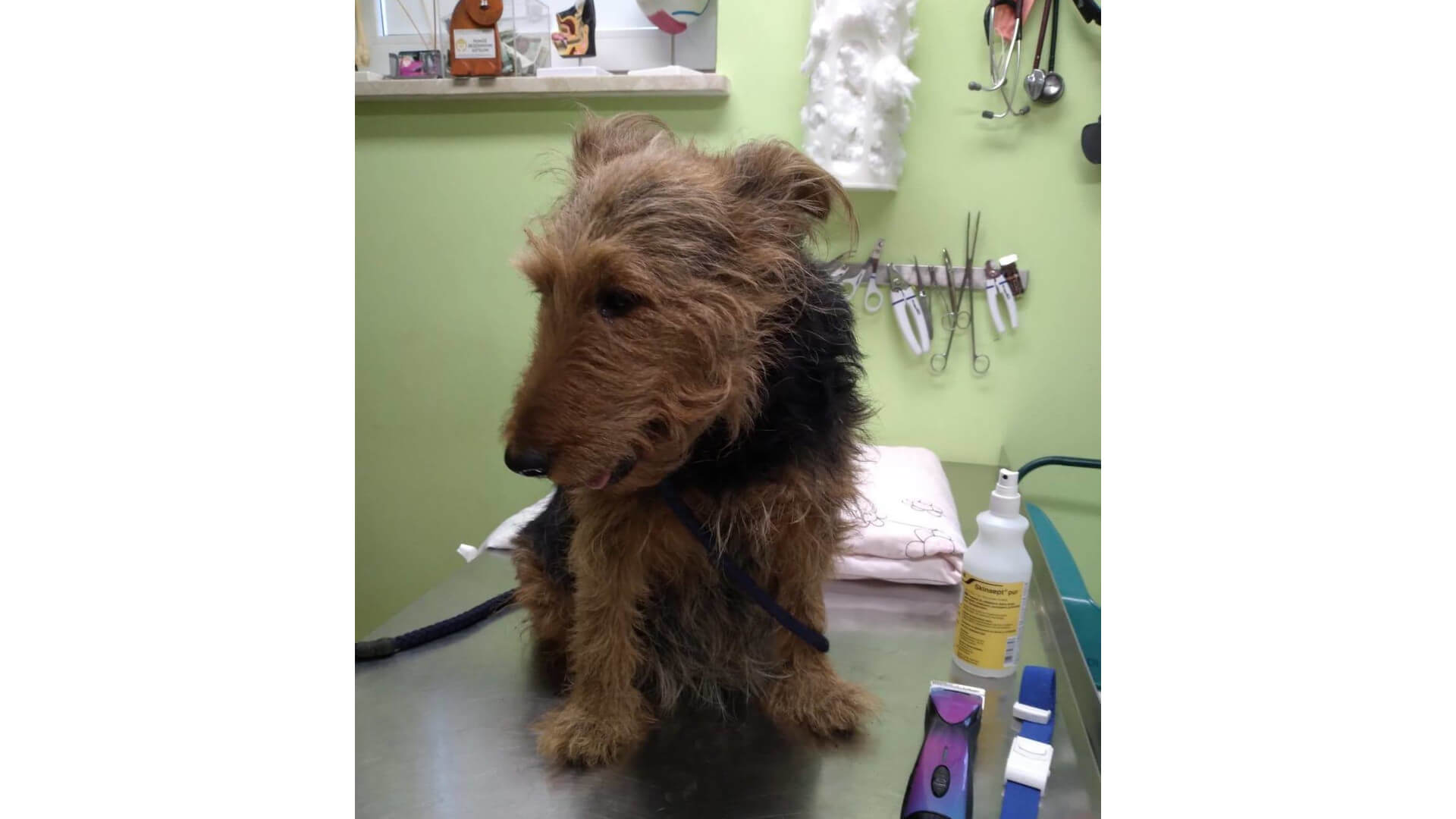 Na białostockim osiedlu Dziesięciny 80-latek miał wyrzucić psa z balkonu