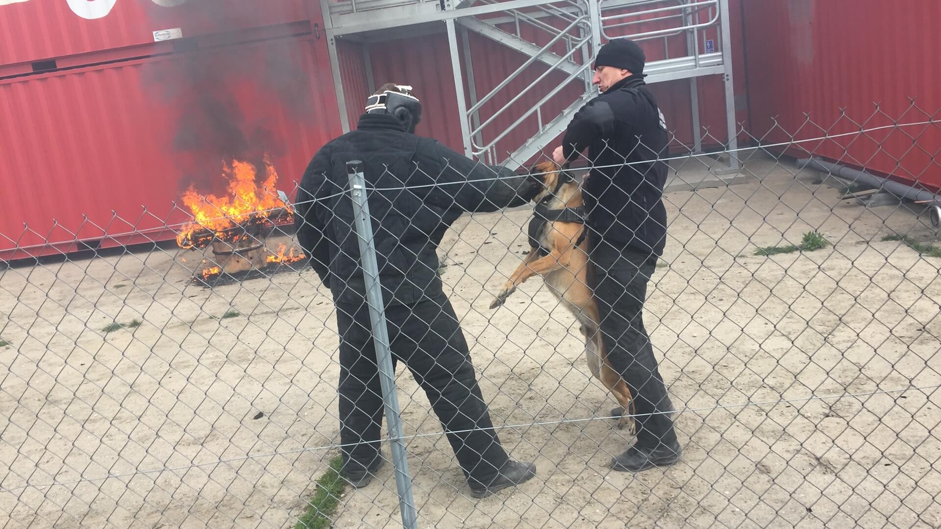 W Łapach psy wyszukujące narkotyki i obezwładniające przestępców doskonaliły swoje umiejętności