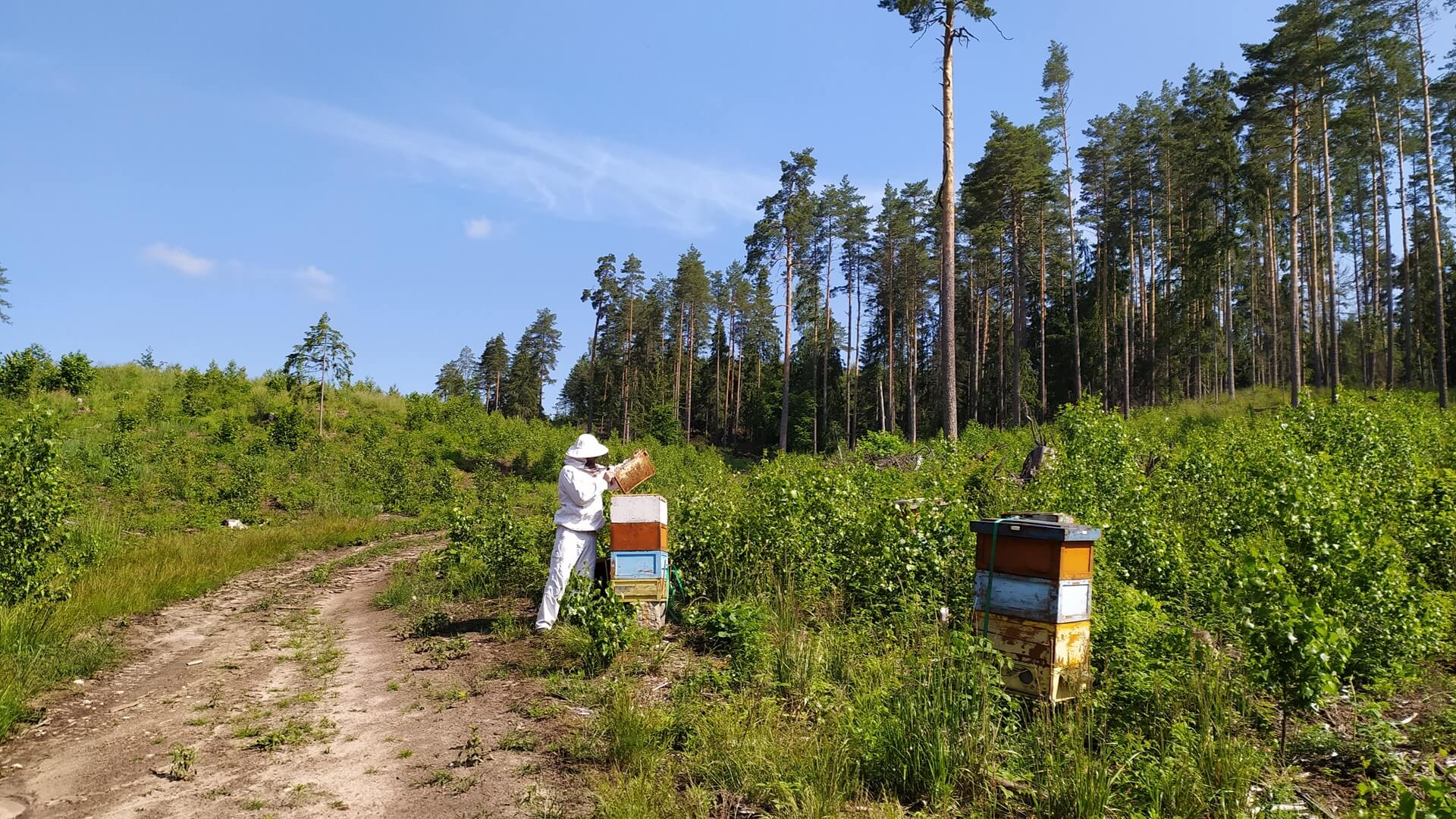 Leśnicy z Supraśla odtwarzają w Puszczy Knyszyńskiej bartne pasieki [zdjęcia]