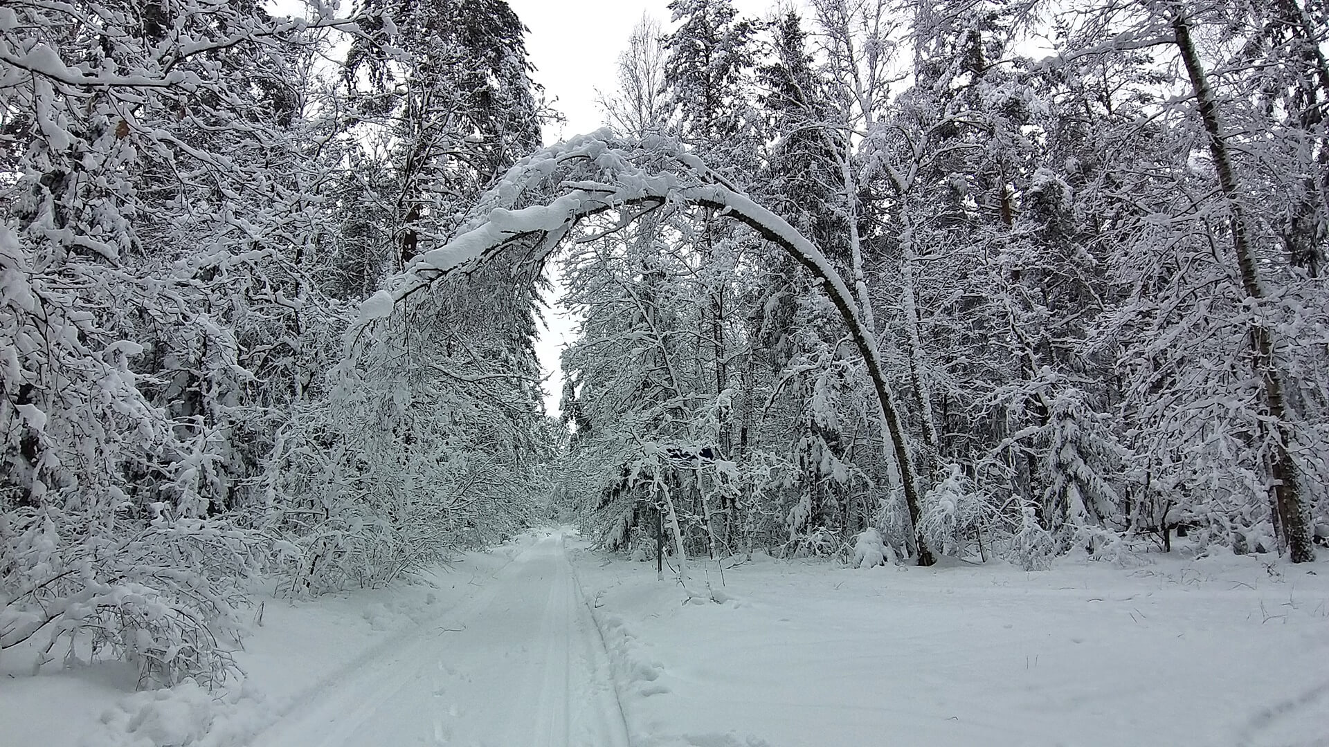 Czy rozbudowa fabryki papierosów w Augustowie musi wiązać się z wycięciem kilku hektarów lasu?