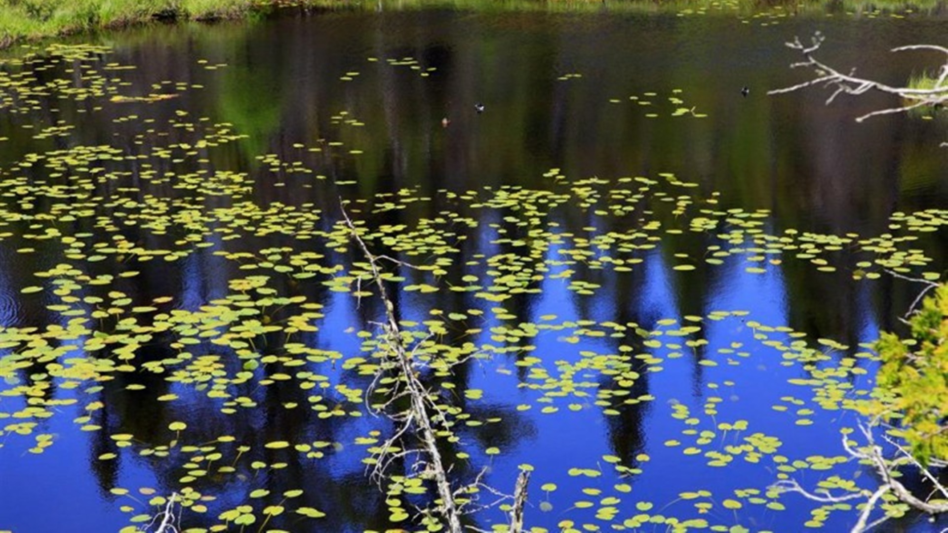 Radny jest zaniepokojony stanem wody w augustowskich jeziorach