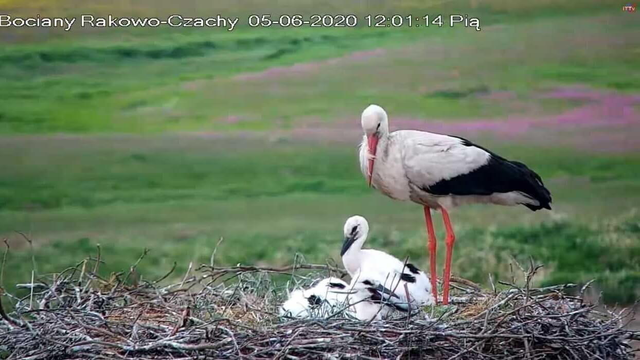 W bocianich gniazdach mniej piskląt niż rok temu