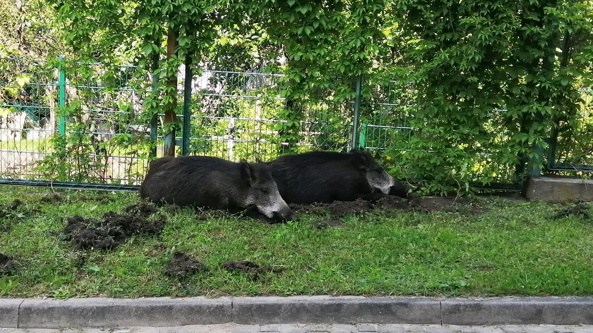 Na teren I LO w Białymstoku weszły dwa dziki [zdjęcia, wideo]