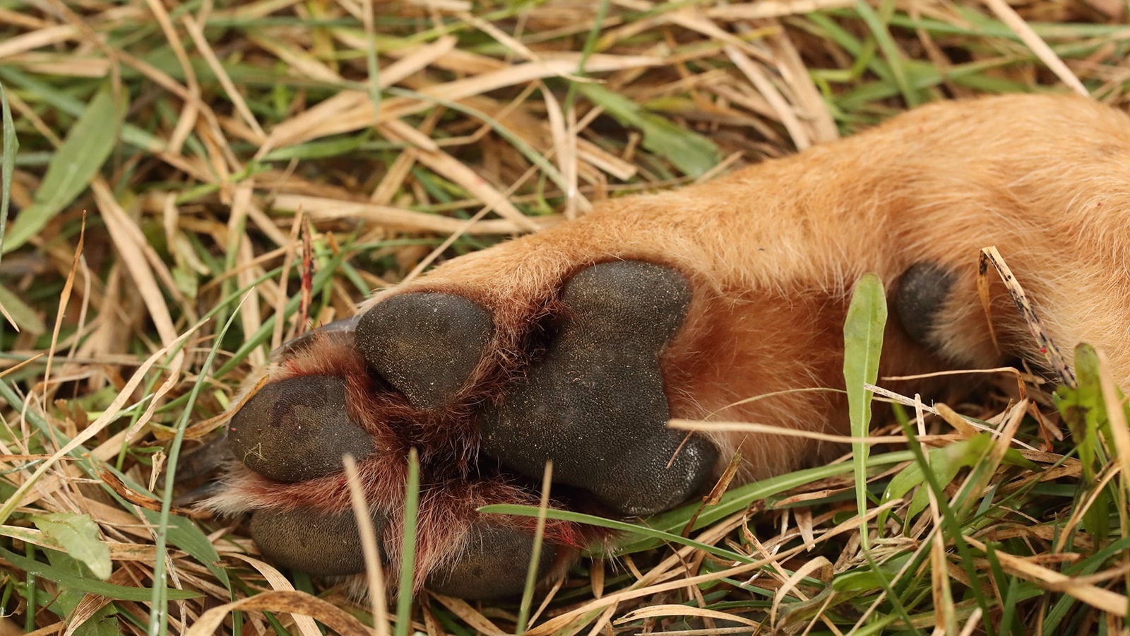 Miłośnicy zwierząt zarzucają śledczym opieszałość w związku ze sprawą zastrzelonego wilka