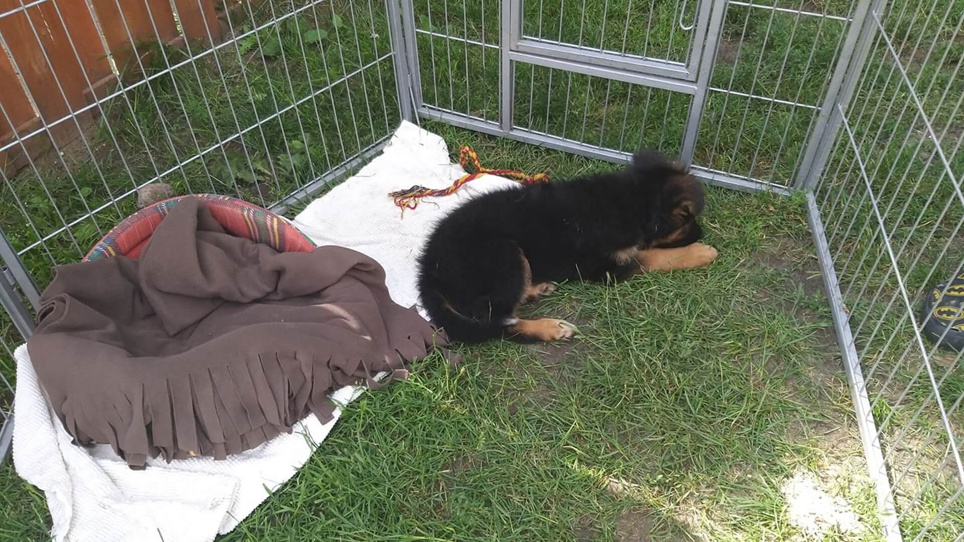 Białostockie schronisko dla zwierząt wstrzymało przed świętami Bożego Narodzenia adopcje szczeniąt