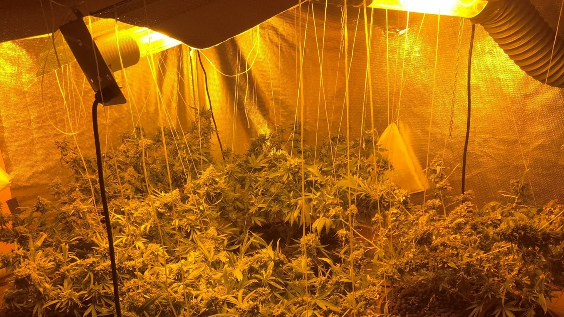 Uprawiali konopie w wynajętym mieszkaniu – dwóm białostoczanom grozi więzienie